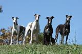 GREYHOUND 053